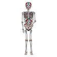Luuranko Day of the Dead 150cm - Luurangot - 21980 - 1