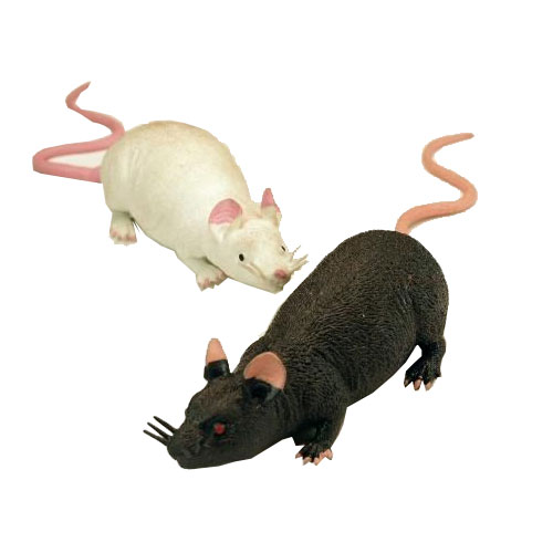 Rotta musta - Hiiret ja Rotat - 11617 - 2